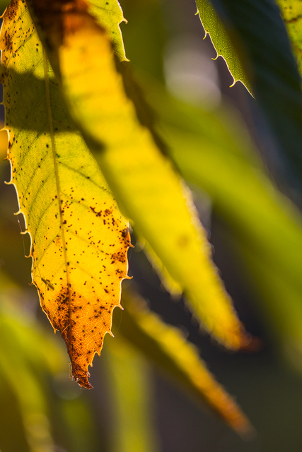 Herbstliche Edelkastanienblätter im Sonnenlicht.
