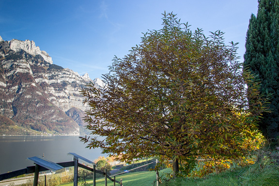 Edelkastanienbaum Brunella bei prächtigem Herbstwetter.