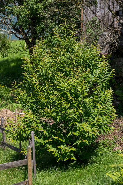 Junger wild gewachsener Edelkastanienbaum.
