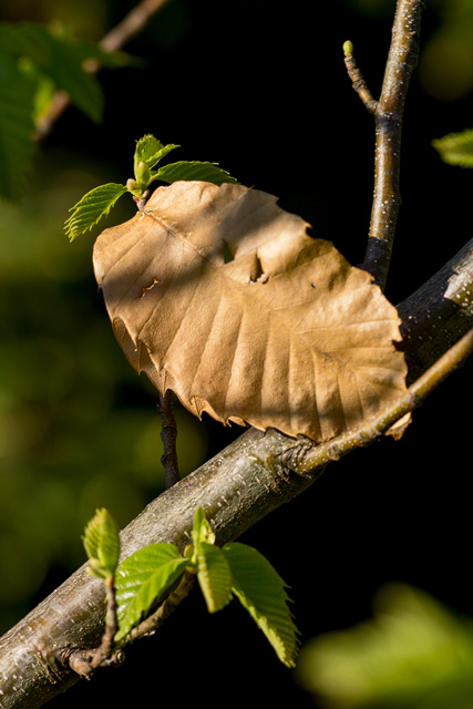 Ein letzjähriges Braunes Edelkastanienblatt vor neuen diesjärigen kleinen Kastanienblättern.
