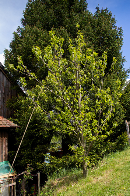 Wild gewachsener Kastanienbaum, im Blätterwachstum.