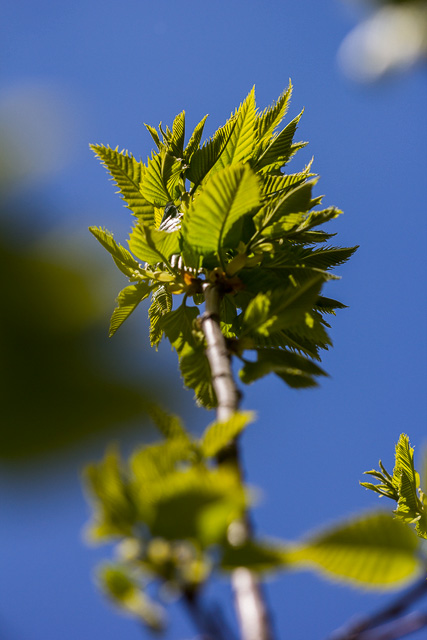 Blick nach oben in die noch jungen Kastanienblätter und den blauen Himmel.