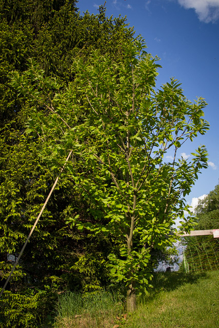 Wildgewachsener Edelkastanienbaum im Sonnenschein.