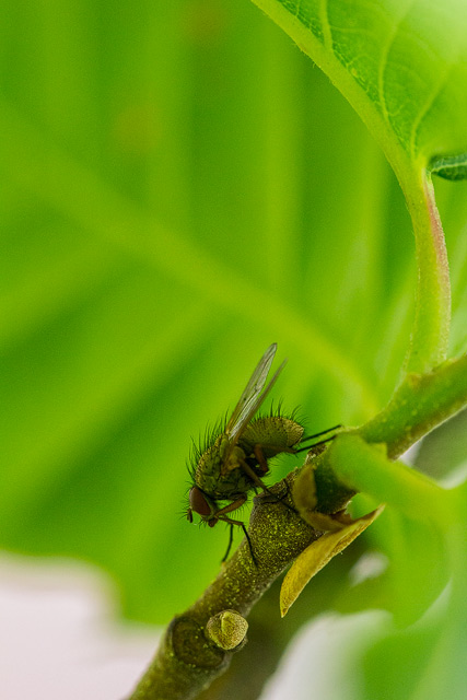Fliege unter schützendem Edelkastanienblatt.