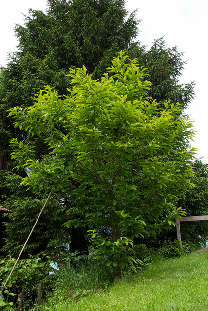Wild gewachsener Edelkastanienbaum.