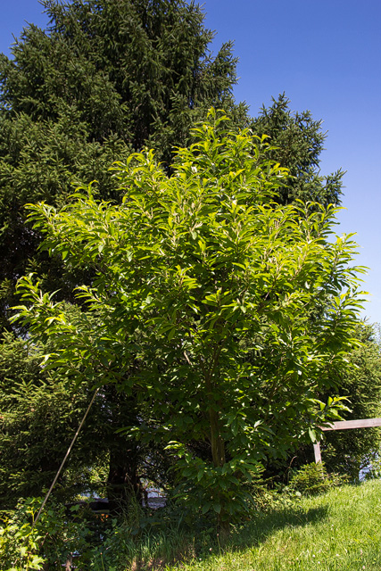 Der wild gewachsene Edelkastanienbaum (Castanea sativa) sonnt sich.