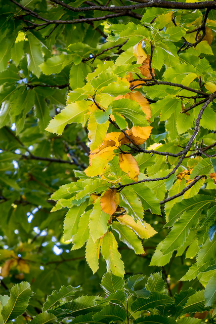 Erste gelb verfärbte Kastanienblätter