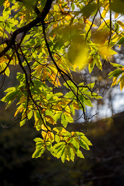 Herbstblätter von der Sonne erläuchtert