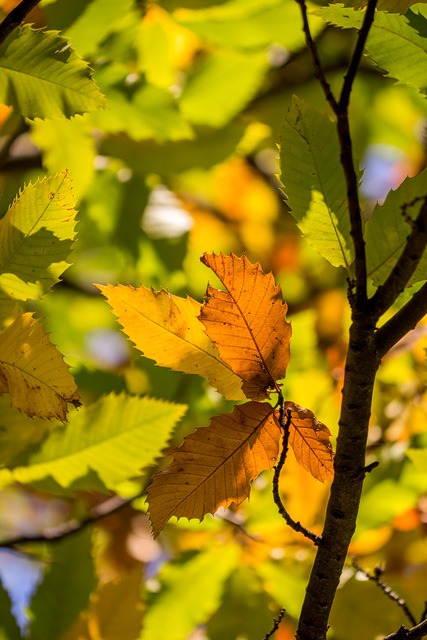Farbige Edelkastanien-Herbstblätter