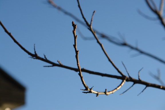 Äste des Edelkastanienbaum Bouche de Betizac in Hergiswil