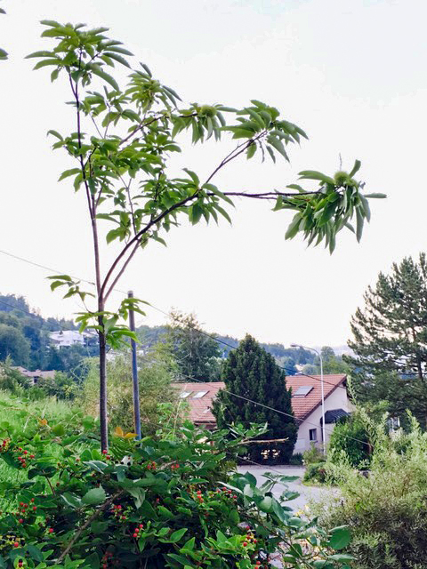 Edelkastanienbaum Maraval in Hergiswil
