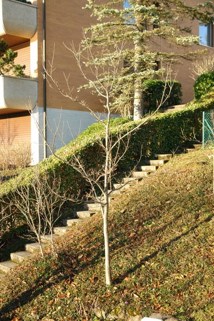 Edelkastanienbaum Marron de Goujounac in Hergiswil