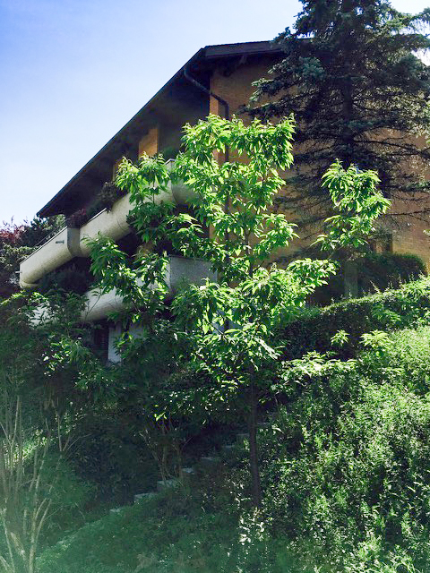 Edelkastanienbaum Marron de Goujounac in Hergiswil