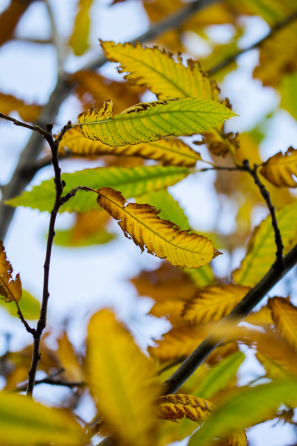 Herbstlich verfärbte Edelkastanienblätter
