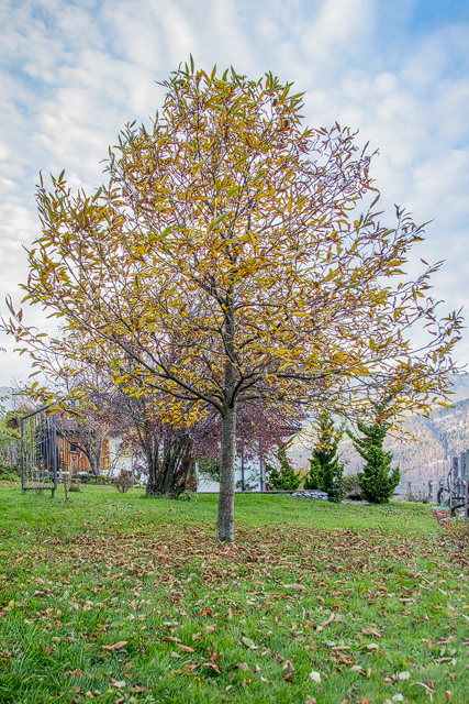 Edelkastanienbaum in Obstalden in einem Privatgarten
