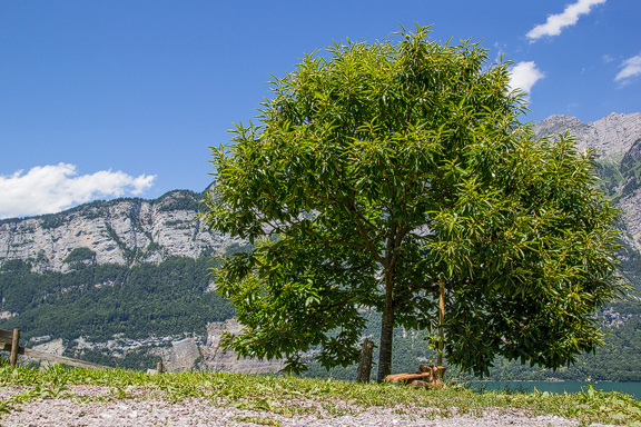 Edelkastanienbaum Bouche de Bétizac über dem Walensee