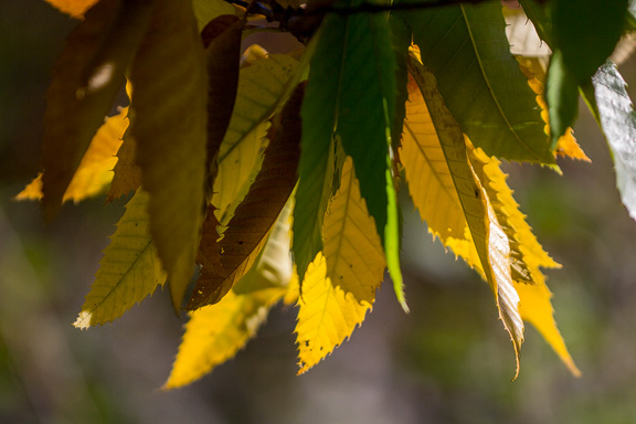 Herbstliche Edelkastanienblätter
