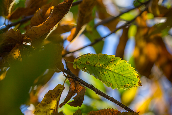 Herbstlich verfärtes Edelkastanienblatt