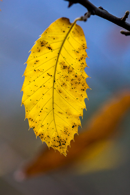Herbstlich verfärtes Edelkastanienblatt
