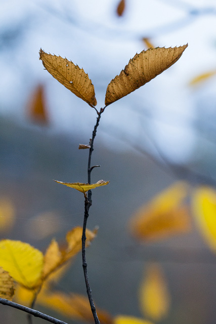 Herbstlich verfärtee Edelkastanienblätter