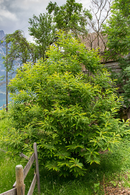 Junger Edelkastanienbaum