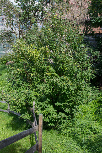Junger buschiger Edelkastanienbaum