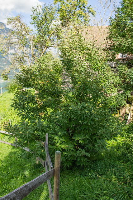 Junger buschiger Edelkastanienbaum