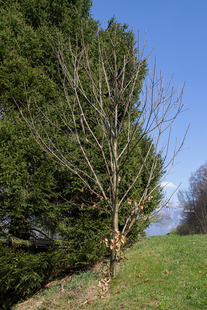 Wild gewachsener Edelkastanienbaum