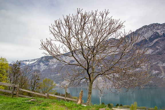 Edelkastanienbaum Bouche de Bétizac oberhalb des Walensee
