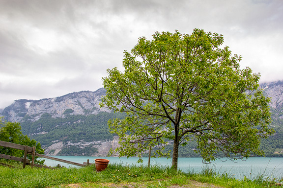 Edelkastanienbaum Bouche de Bétizac oberhalb des Walensee