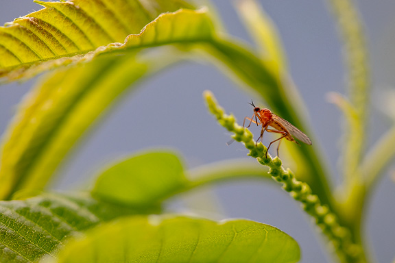 Mücke auf Edelkastanienblatt