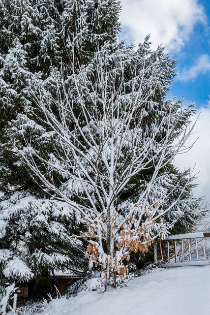 Edelkastanienbaum im Schnee