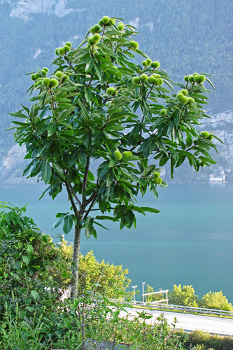 Edelkastanienbaum Bouche de Bétizac voller Igel, im Hintergrund der Walensee und die Berge.