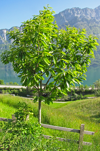 Edelkastanienbaum Bouche de Bétizac von der Sonne beschienen, im Hintergrund der Walensee und die Berge.