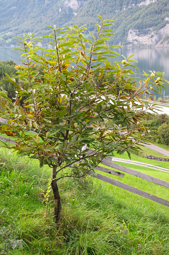 Edelkastanienbaum Brunella, im Hintergrund der türkisfarbene Walensee.