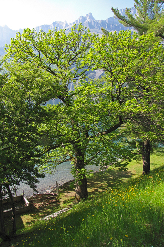 Alt ehrwürdiger Edelkastanienbaum in Mols am Walensee.