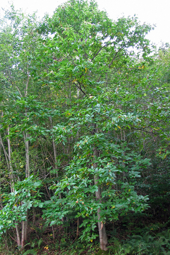 Hoch gewachsener Edelkastanienbaum im Wald von Murg.