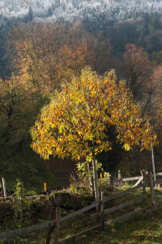 Edelkastanienbaum der Sorte Bouche de Bétizac