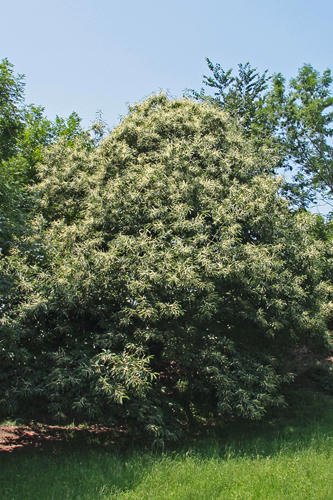 Formsch&ouml;ner Edelkastanienbaum im Dorfeingang von Murg