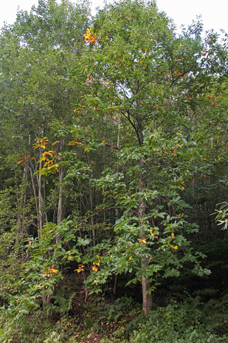 Hoch gewachsener Edelkastanienbaum im Wald von Murg