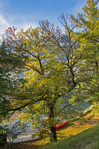 Alt ehrwürdiger Edelkastanienbaum in Mols am Walensee