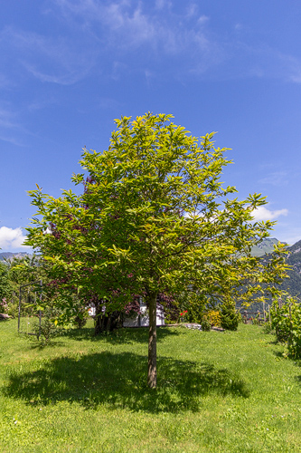 Privater Edelkastanienbaum in Obstalden