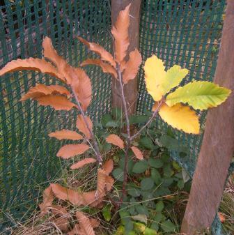 Nun ist der Herbst bei den neuen Blätter angekommen, ein unterschied ist jedoch immer noch sichtbar.