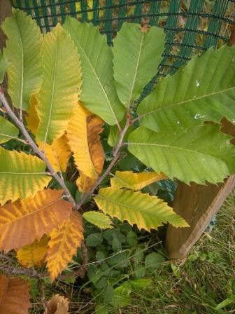 Der Herbst macht sich schon bemerkbar und die ersten Blätter haben sich gelb-braun verfäbt.