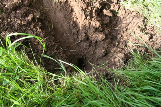 Fertig gebudelt, nebst einem grösseren Loch haben wir noch ein kleines tiefes Loch für die Pfahlwurzel gegraben.