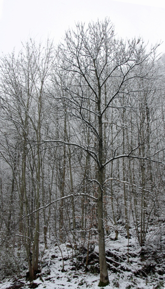 Der grosse Edelkastanienbaum im Murger Wald, kahl und mit Schnee bedeckt.