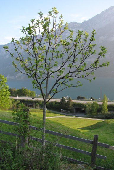 Der Edelkastanienbaum Bouche de Bétizac aus der Distanz betrachtet. Das 
                                        Grün der der Blätter wird immer beser sichtbar. Im Hintergrund sind der Walensee und die Berge zu sehen.
