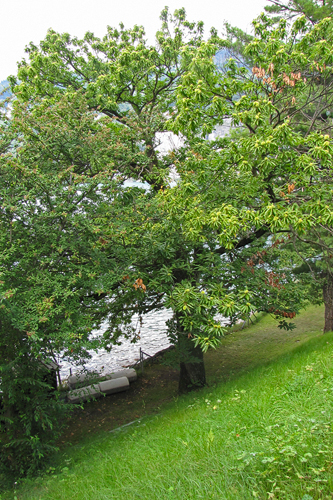 Alt ehrwürdiger Edelkastanienbaum in Mols am Walensee