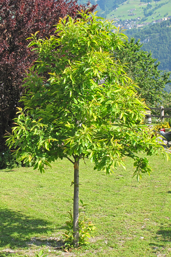 Privater Edelkastanienbaum in Obstalden